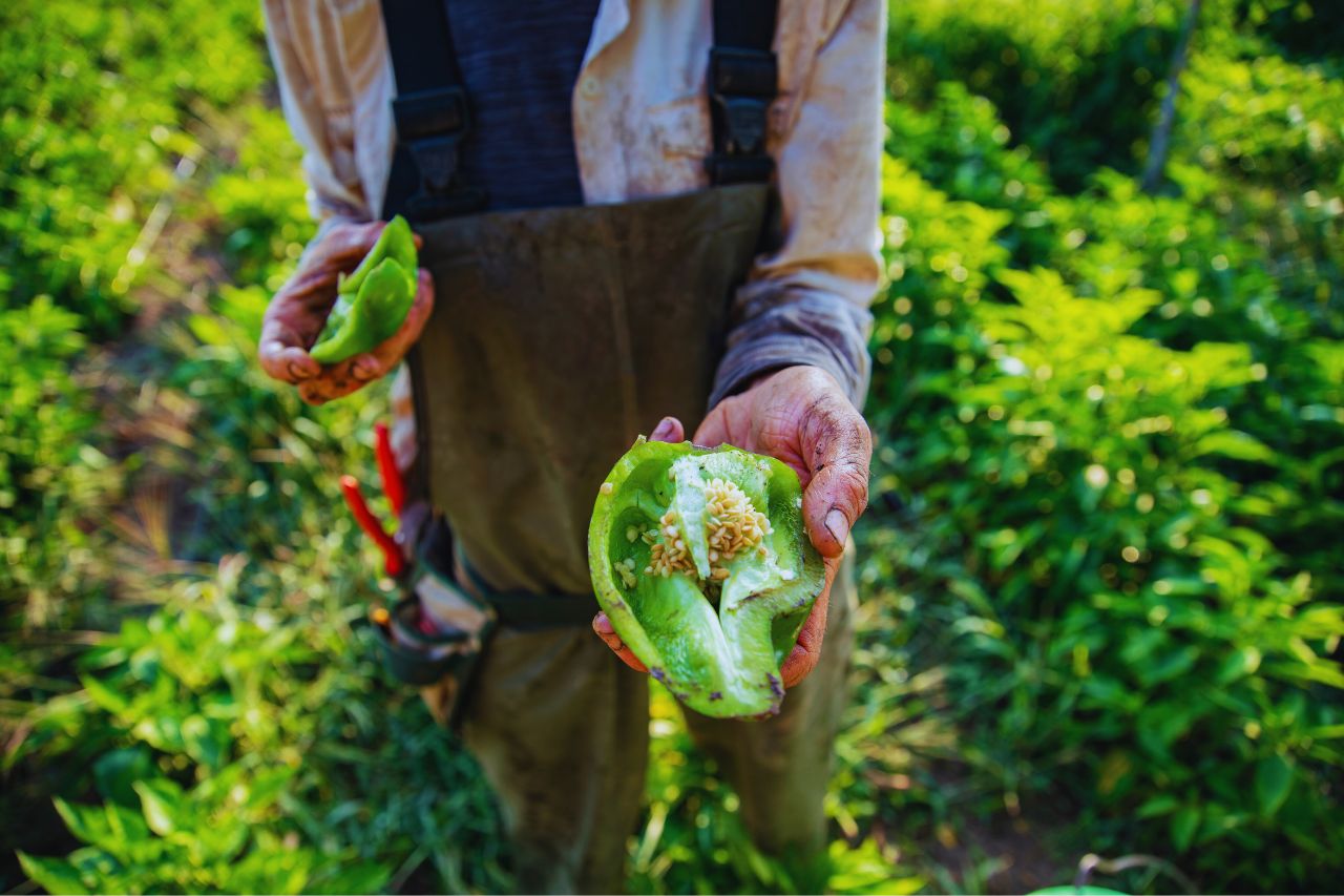 agricultura sostenible - IP | Realidad Económica