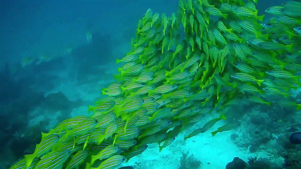 CARDUMEN OCADILA FONDO II FCRE